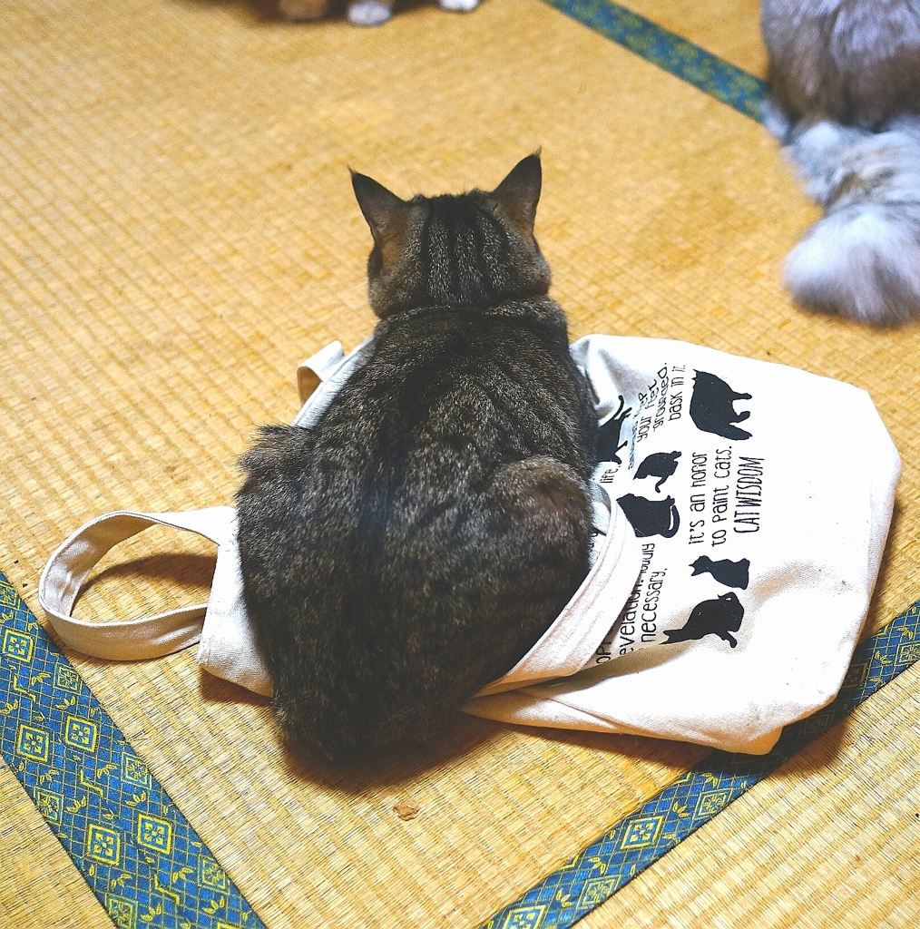 スレンダーリオン