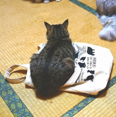 スレンダーリオン