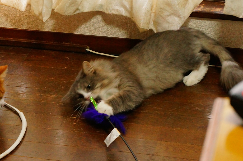 ガブガブ
