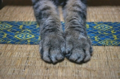 捕まえた
