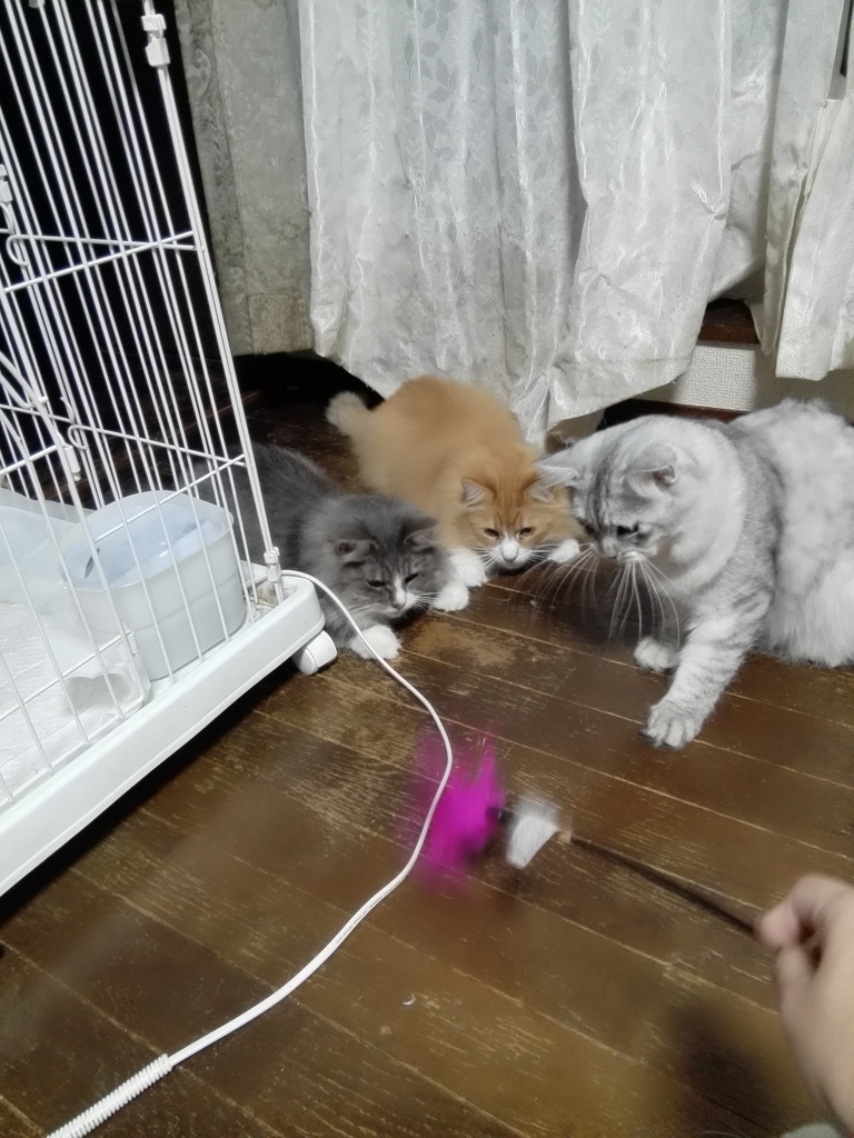 あもちゃに夢中