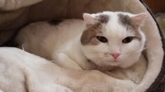 ナイトのベッド