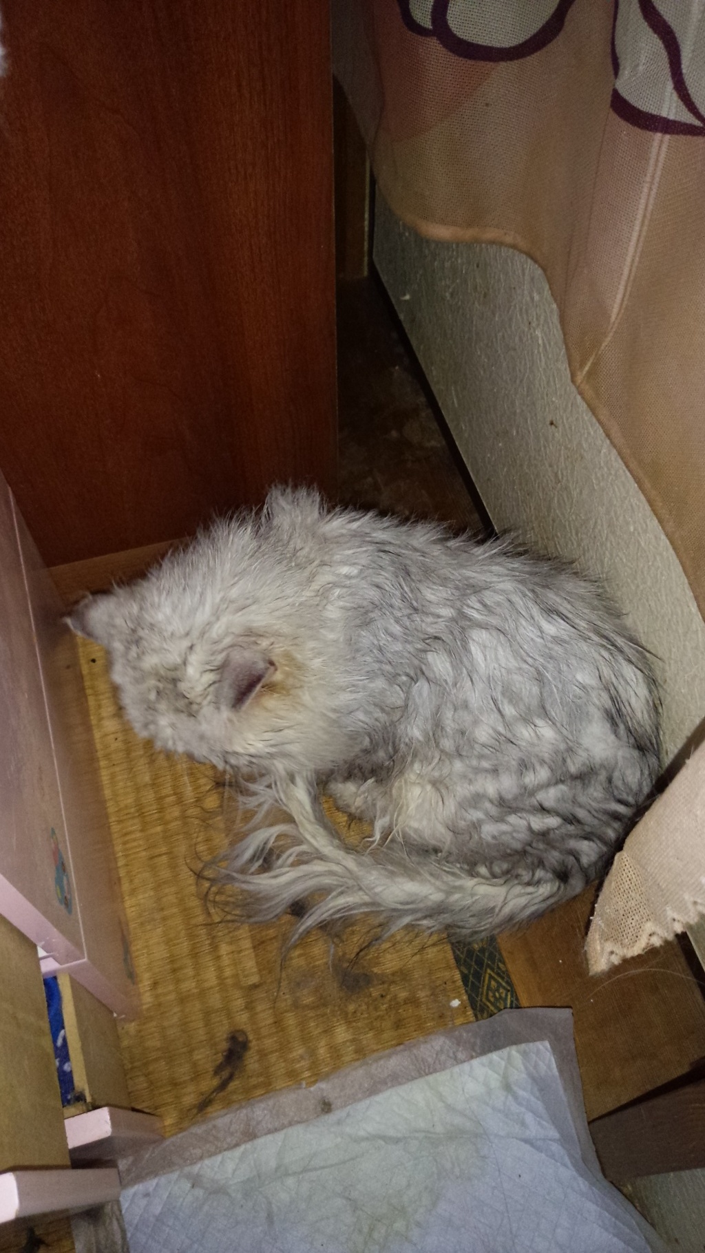 ずぶ濡れにゃん