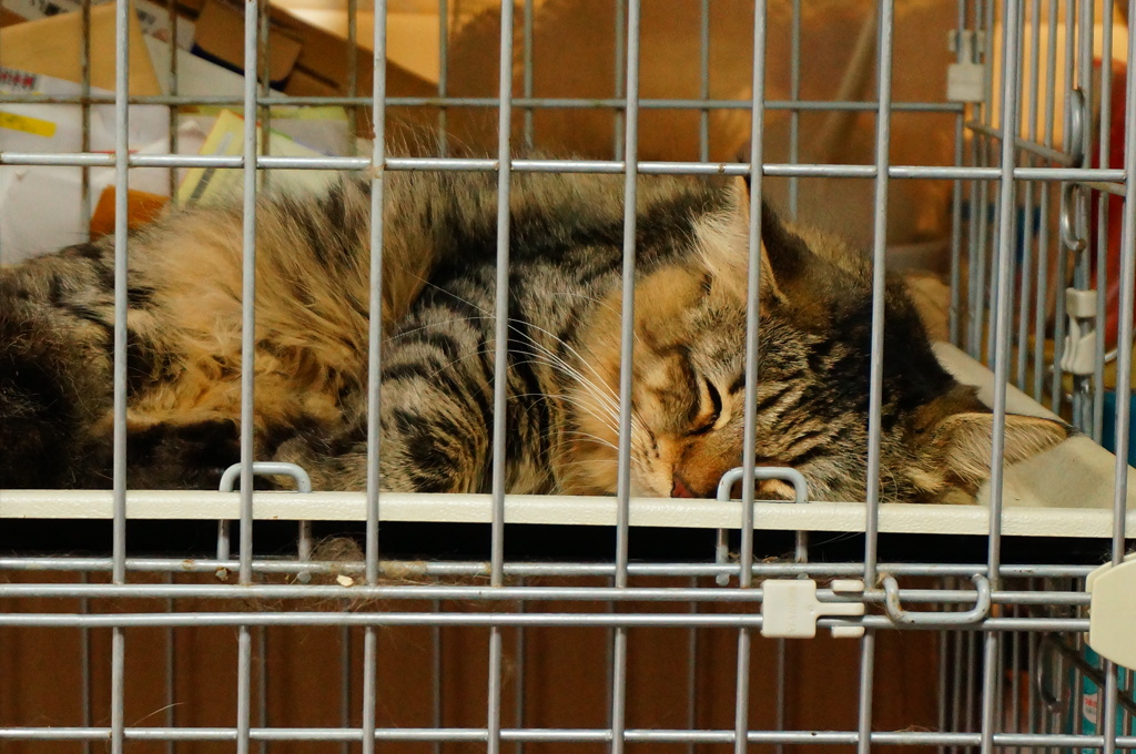 ｸﾞｯ━━(｡-ω-)Zzz━━ｽﾘ☆