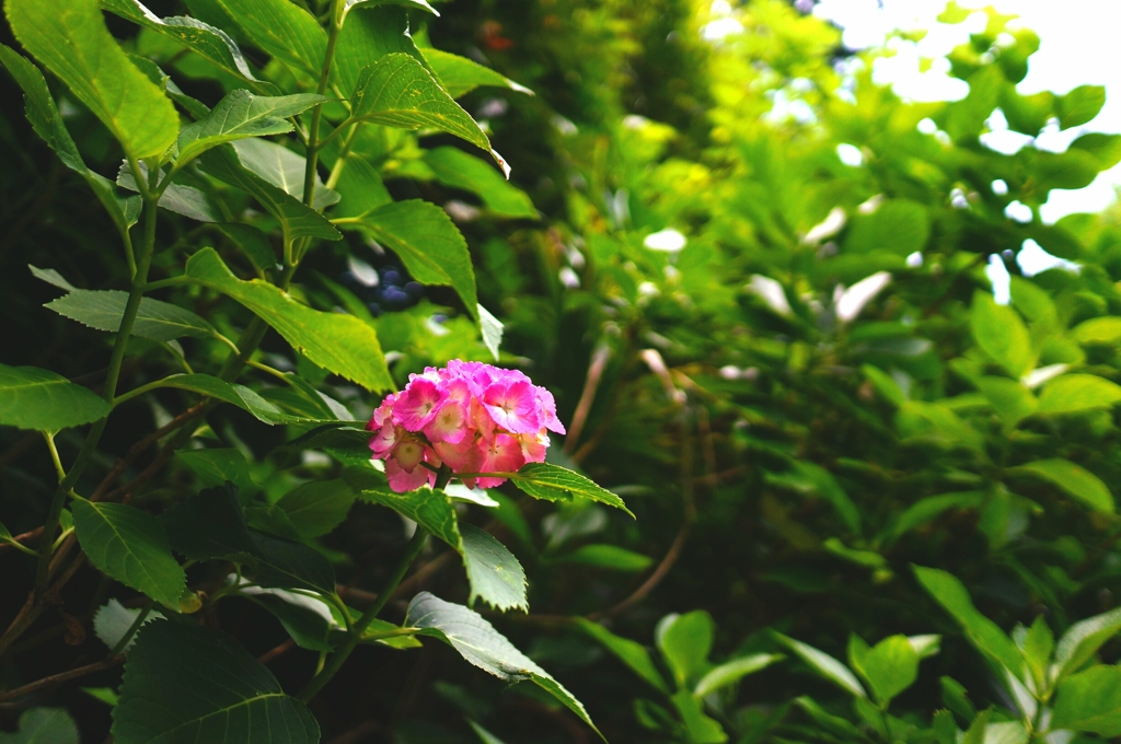 紫陽花