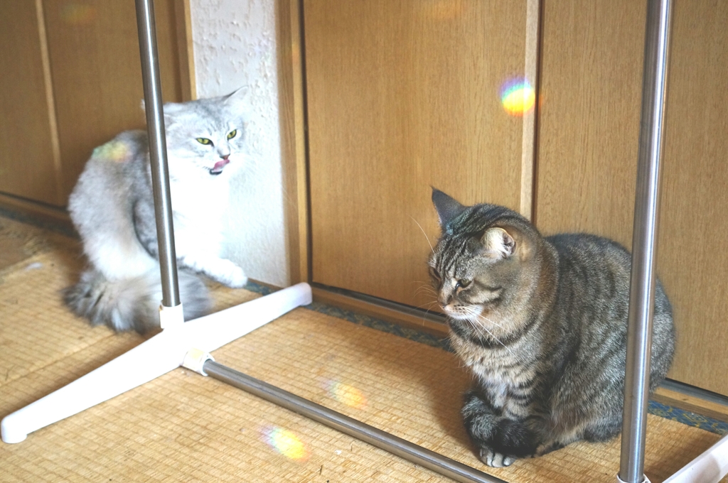 虹の中で