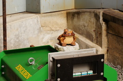 江ノ電のカエルさん