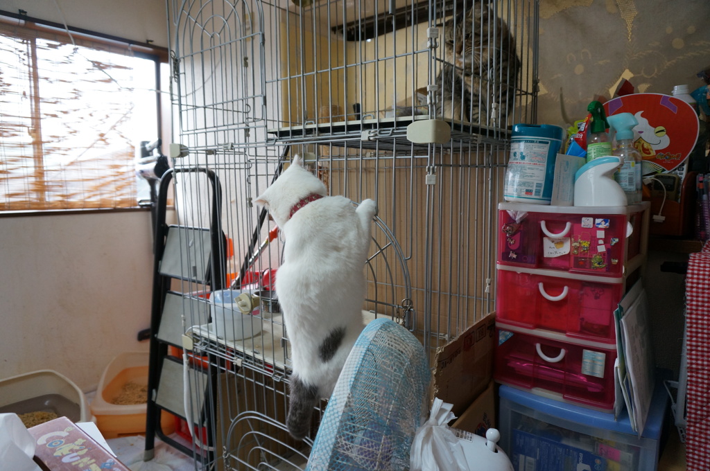 ロッククライマー