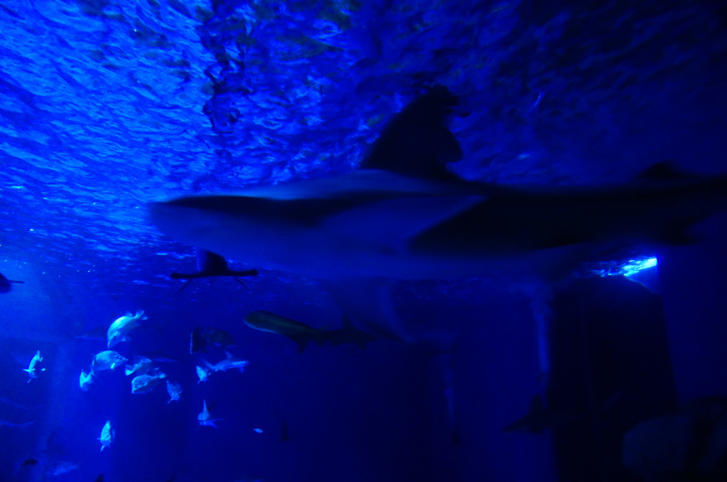 〈 ﹏´  ›› ∋  )≪ｻﾒｰｰｰ