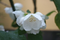庭の花