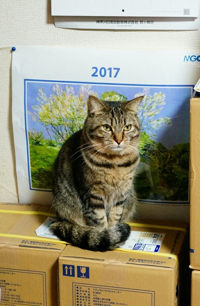 リオン いつものポーズ