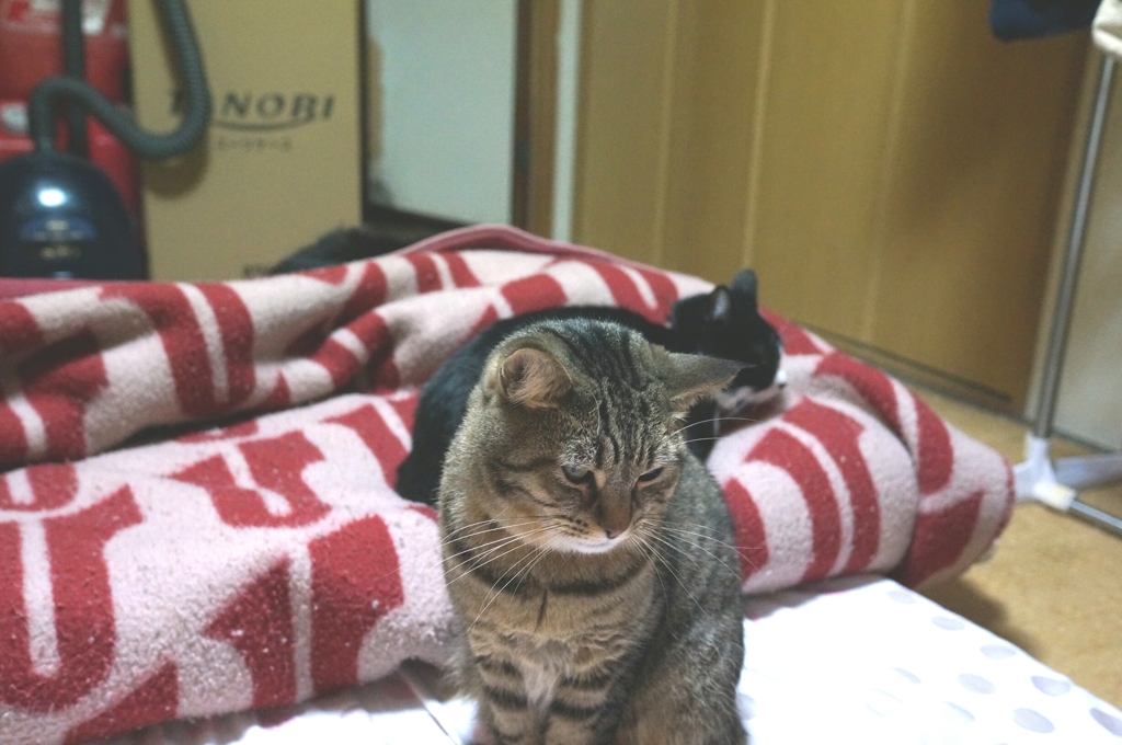 布団を敷いて戻ってみたら