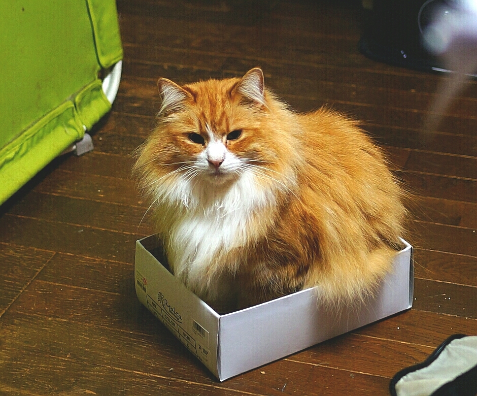 BOXトラップ
