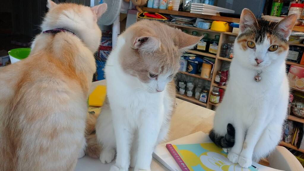 左から 檸檬 シナモン 白玉 です