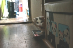 |д･) ｿｫｰｯ…