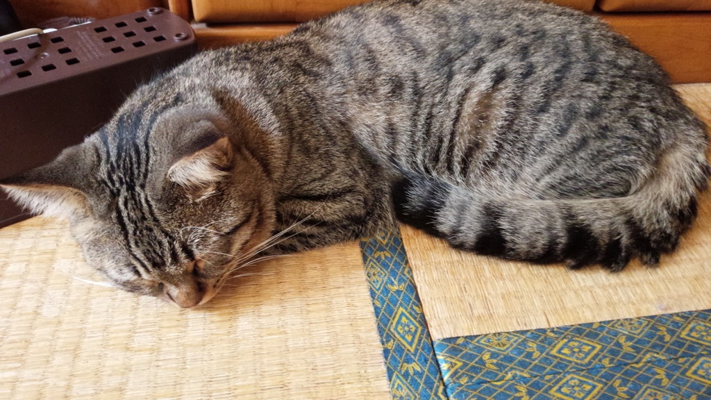 眠り猫