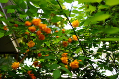 庭の花