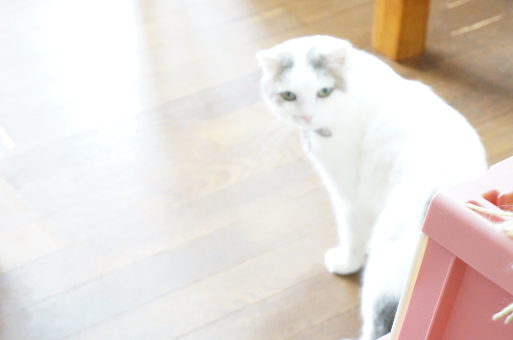 手前に焦点あっちゃった