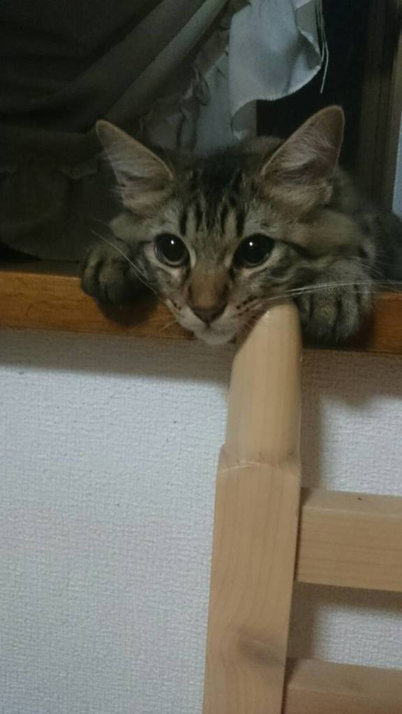 つまんにゃあ～い
