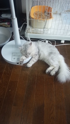 だれーん