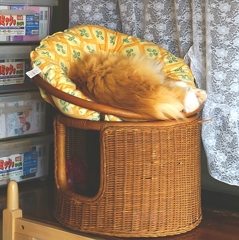 リックは高いところで
