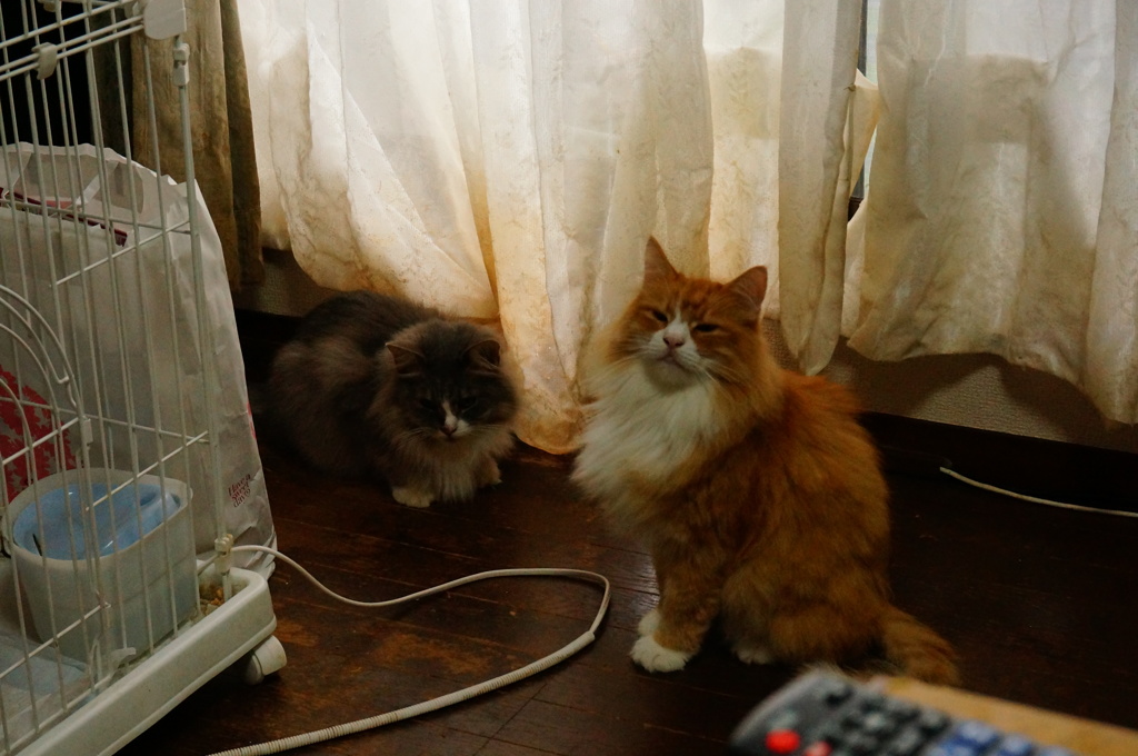 リック&バジル
