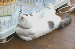 食い入るように見つめる