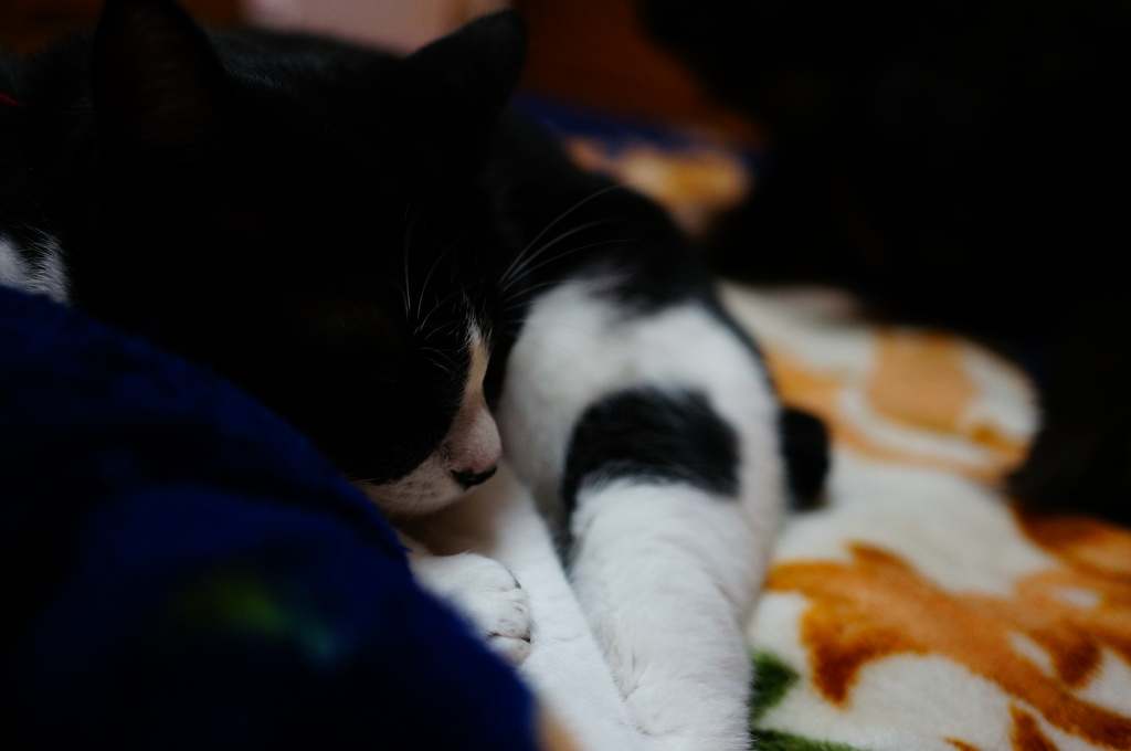 おにゃすみにゃさい