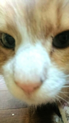 どアップ( º_º )