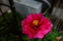 庭の花