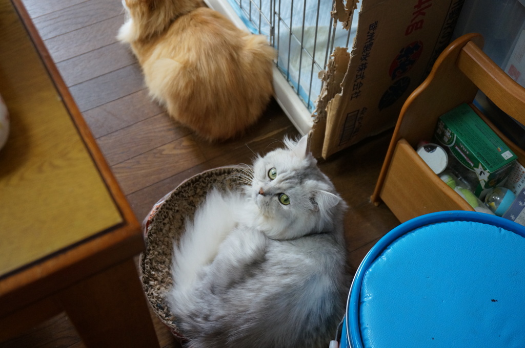 ボクとった❗