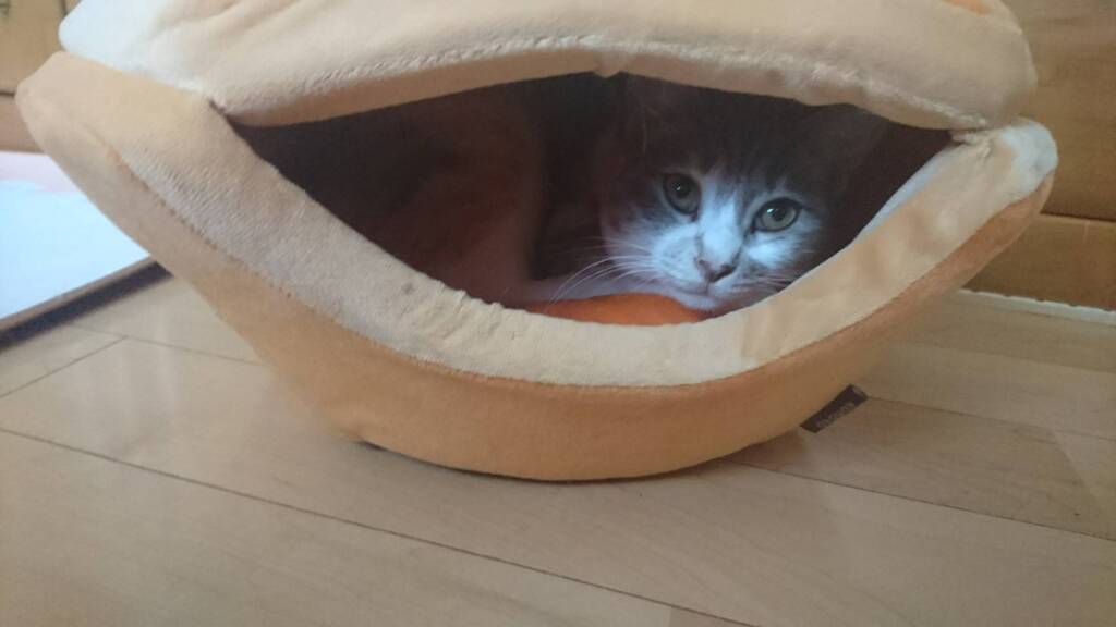 寒い時はこれがいいにゃ