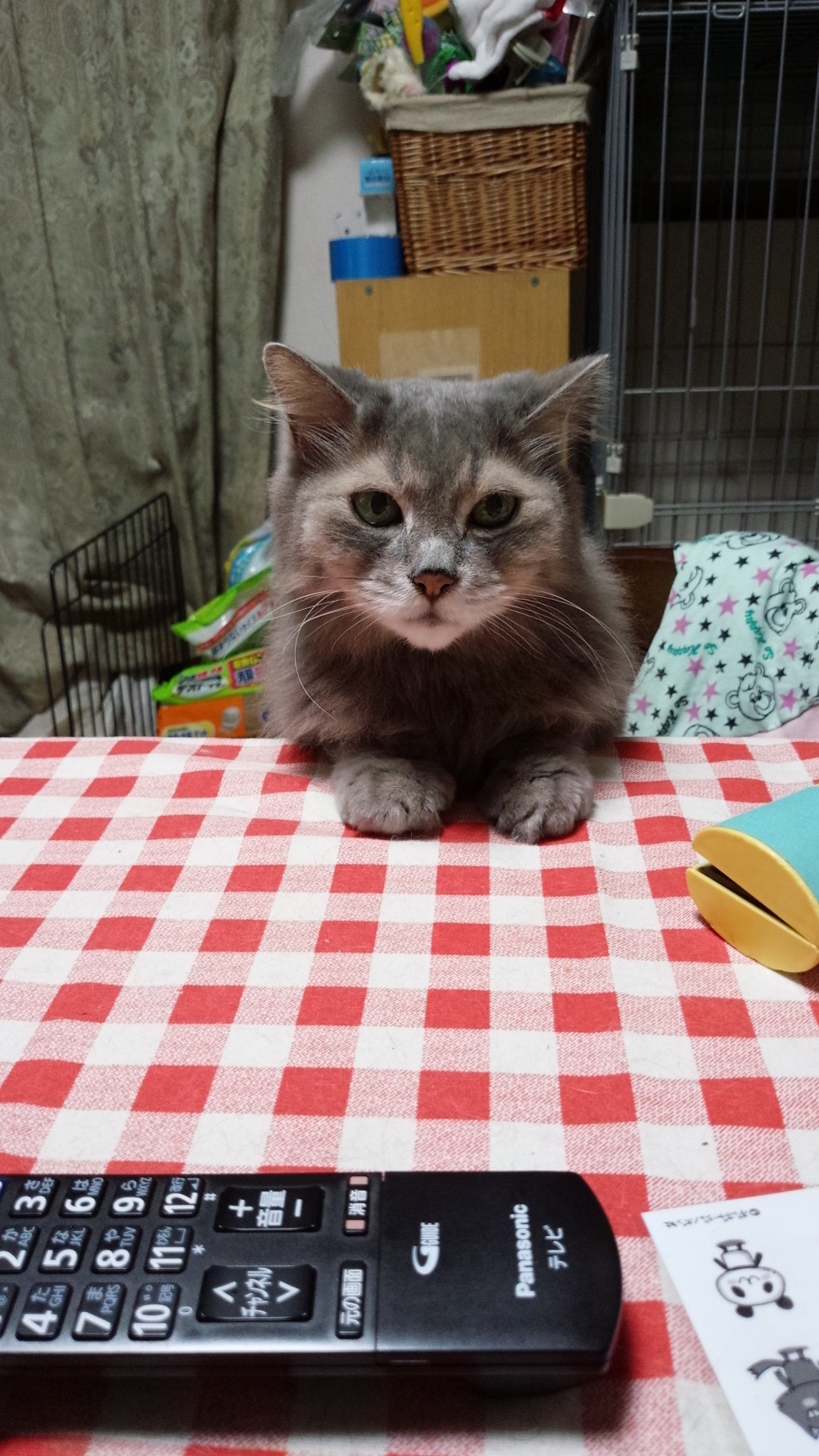ご飯頂戴