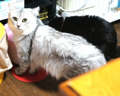 チョコの兄弟ミルク