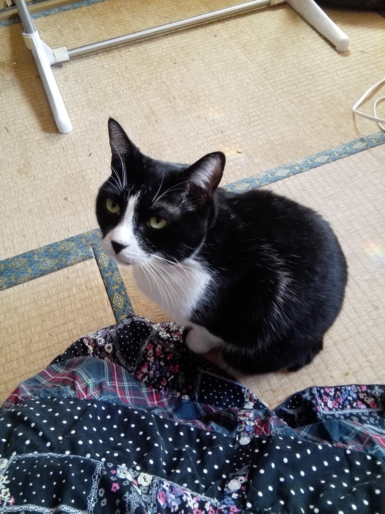 モデルなら私がニャるわ