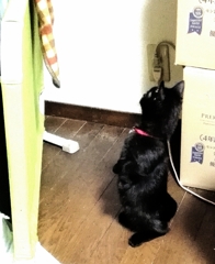 ミーアキャット
