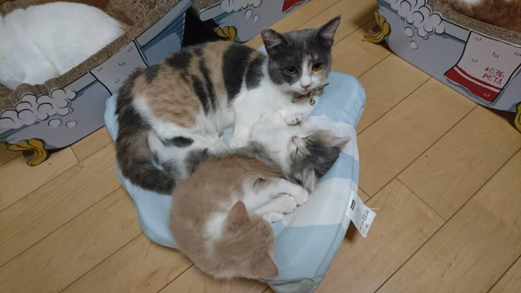 林檎おばちゃんと(..-..-..)すやすや