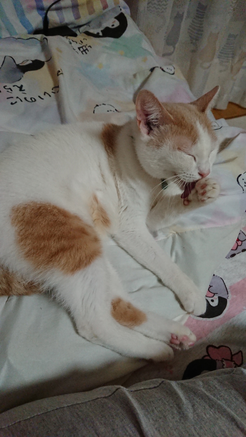 そろそろ寝たいのですが……