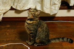 横顔凛々しいでしょ