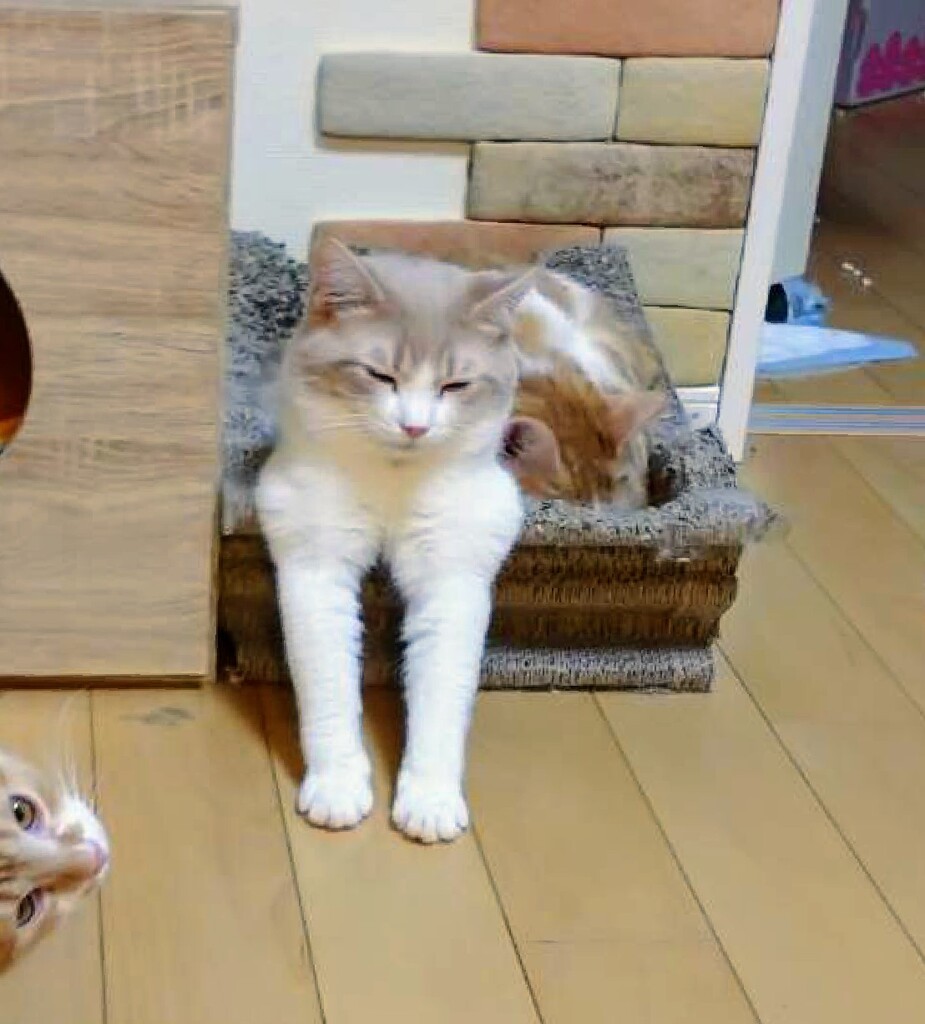 これでも寝てます。