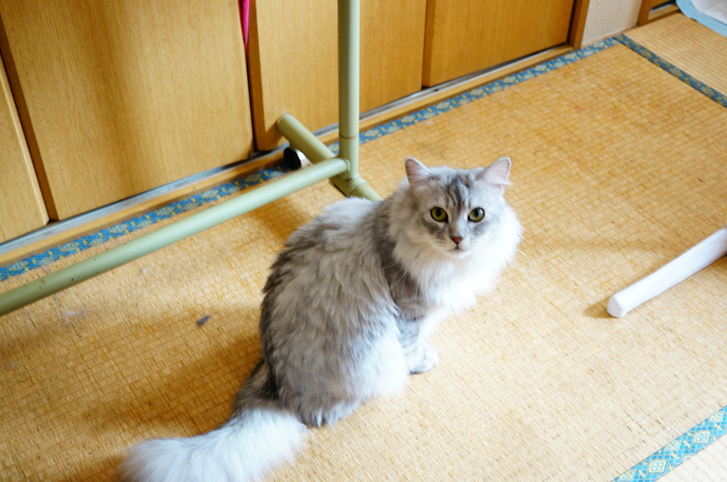 みんにゃどこ？