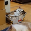 仲良しこよし