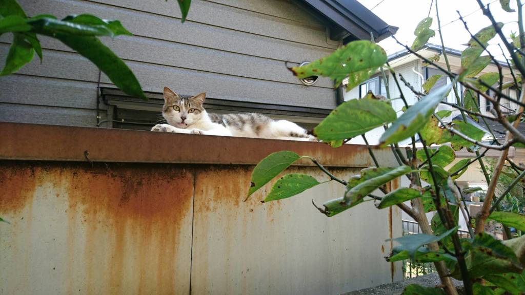 カメラこっちね