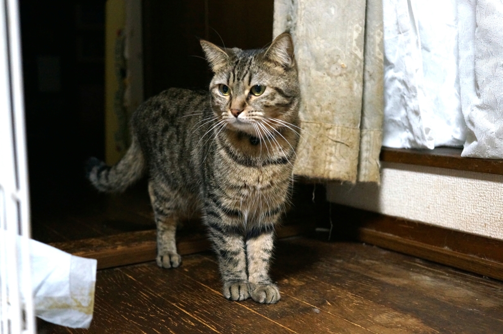 ("⊙Д⊙")えっ!!ボク 足短い？