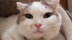 まんまる