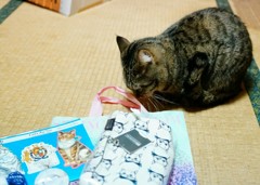 袋が、……気ににゃる
