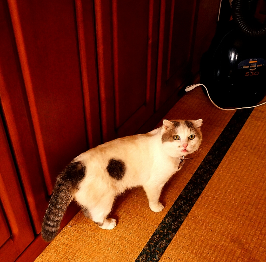 呼んだかにゃ？