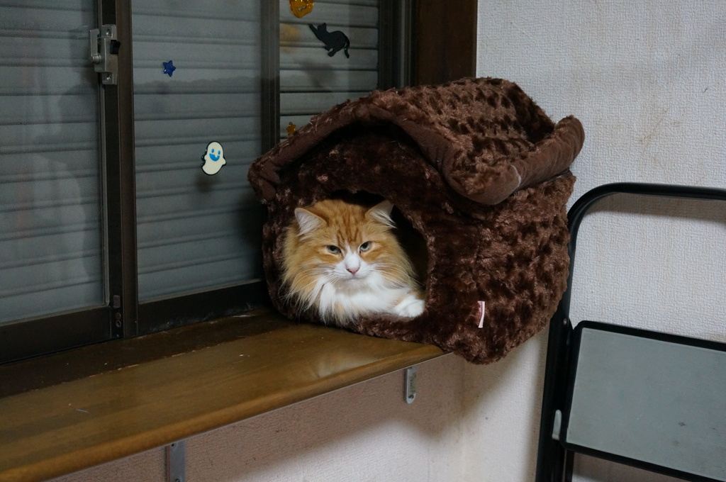 引越しました