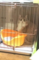 ニャに？