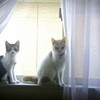 はいポーズ